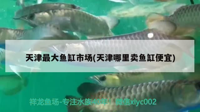 龍魚幼苗好養嗎（龍魚幼苗的飼養需要注意和細心的照料，龍魚幼苗的飼養注意事項）