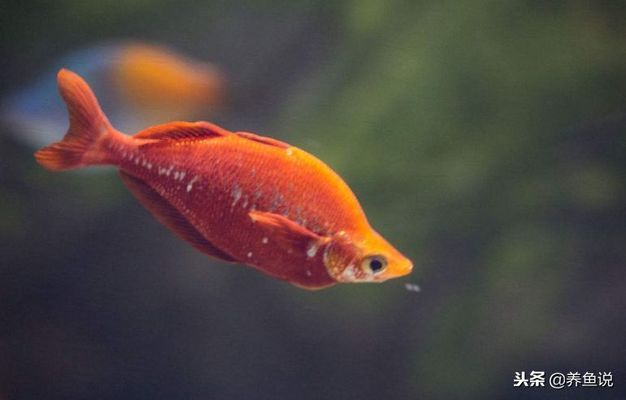 龍魚幼苗好養嗎（龍魚幼苗的飼養需要注意和細心的照料，龍魚幼苗的飼養注意事項）