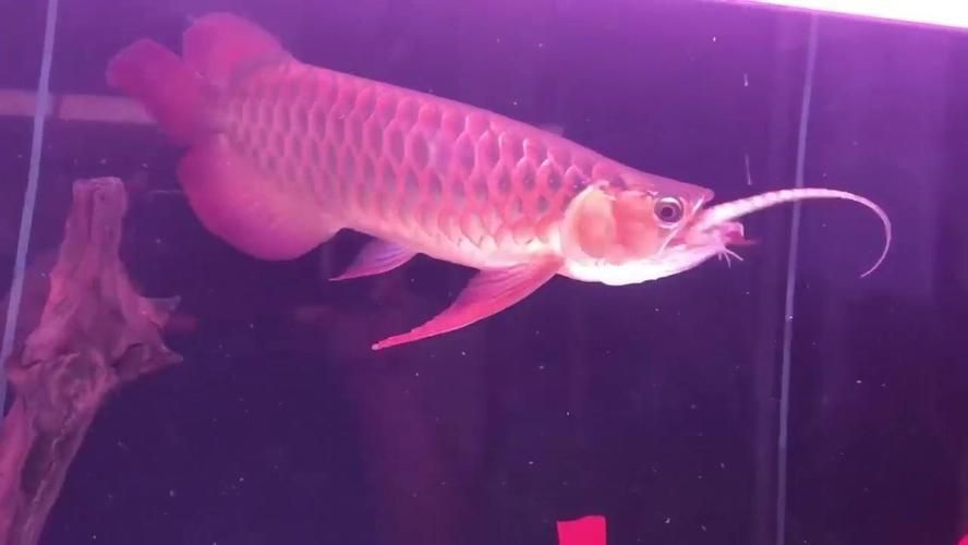龍魚(yú)變色怎么回事視頻大全：龍魚(yú)變色是怎么回事