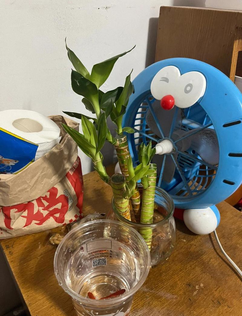 寶雞龍魚缸專賣店在哪里啊 寶雞龍魚缸專賣店在哪里啊 龍魚百科 第1張
