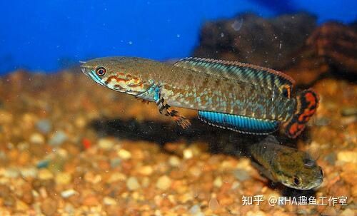 龍魚的喂食頻率應該根據它們的生長階段來決定它們的生長階段：龍魚的喂食頻率應該根據它們的生長階段來決定 龍魚的喂食頻率應該根據它們的生長階段來決定它們的生長階段：龍魚的喂食頻率應該根據它們的生長階段來決定 龍魚百科