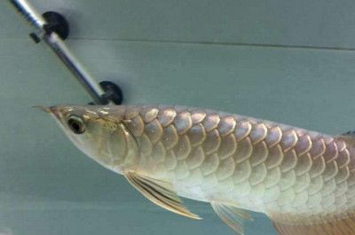 龍魚疾病圖解圖片大全及治療：龍魚常見疾病圖解和治療方案 龍魚疾病圖解圖片大全及治療：龍魚常見疾病圖解和治療方案 龍魚百科 第4張