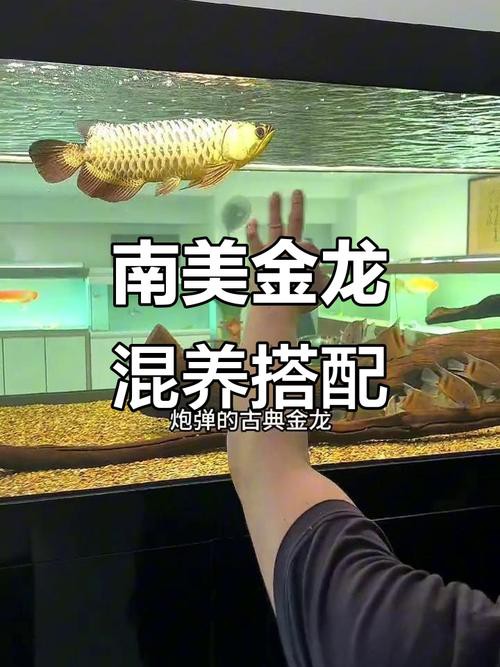 金龍魚缸背景