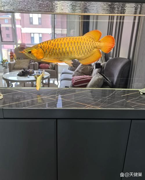 金龍魚缸背景