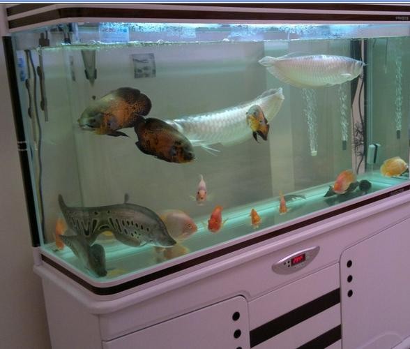 銀龍魚混養魚最佳搭配圖片欣賞 銀龍魚混養魚最佳搭配圖片欣賞 龍魚百科 第18張