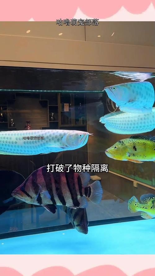 銀龍魚混養魚最佳搭配圖片欣賞 銀龍魚混養魚最佳搭配圖片欣賞 龍魚百科 第23張