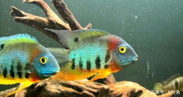 銀龍魚混養魚最佳搭配圖片欣賞 銀龍魚混養魚最佳搭配圖片欣賞 龍魚百科 第7張