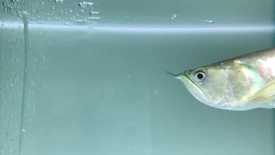 銀龍魚混養魚最佳搭配圖片欣賞 銀龍魚混養魚最佳搭配圖片欣賞 龍魚百科 第15張