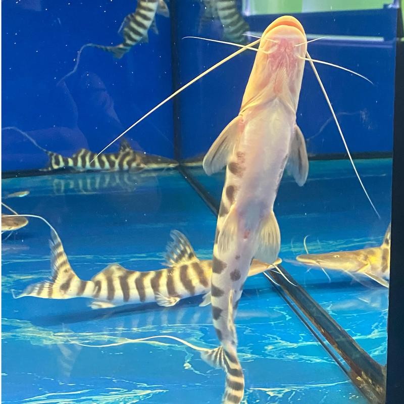 銀龍魚混養魚最佳搭配圖片欣賞 銀龍魚混養魚最佳搭配圖片欣賞 龍魚百科 第16張