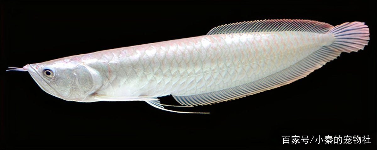 銀龍魚混養魚最佳搭配圖片欣賞 銀龍魚混養魚最佳搭配圖片欣賞 龍魚百科 第24張