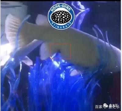 白化火箭魚適宜的混養伙伴：白化火箭魚與哪些魚類混養