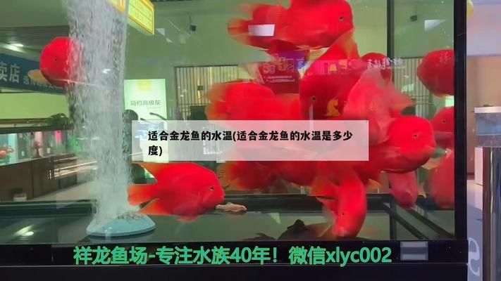 冬天養(yǎng)金龍魚的溫度：金龍魚適合水溫多少度過冬天 冬天養(yǎng)金龍魚的溫度：金龍魚適合水溫多少度過冬天 龍魚百科 第4張