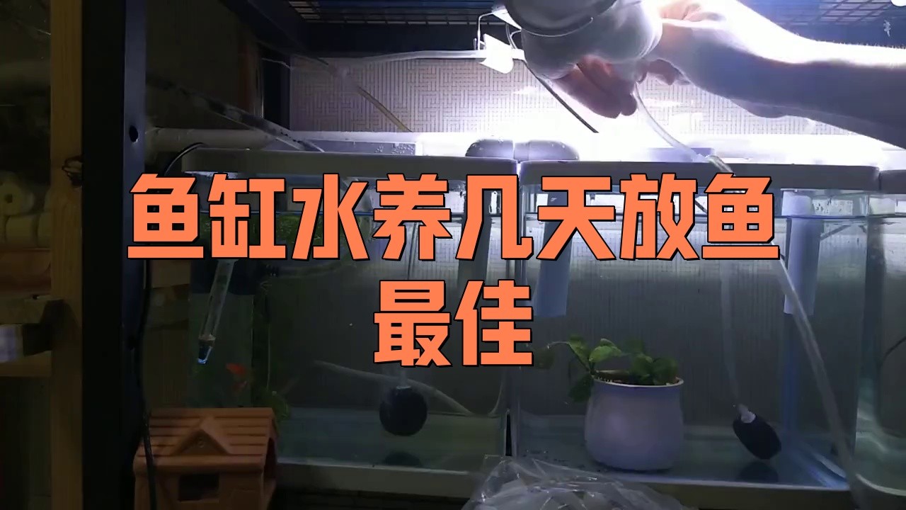 龍魚缸養水多長時間能下魚