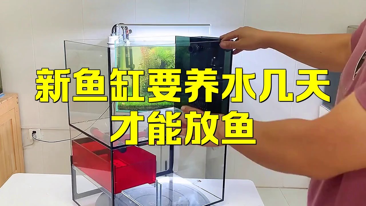 龍魚缸養水多長時間能下魚