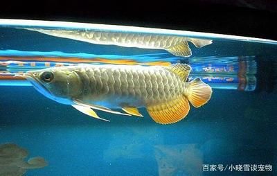 龍魚是否吃虎魚（龍魚會吃虎魚嗎？）