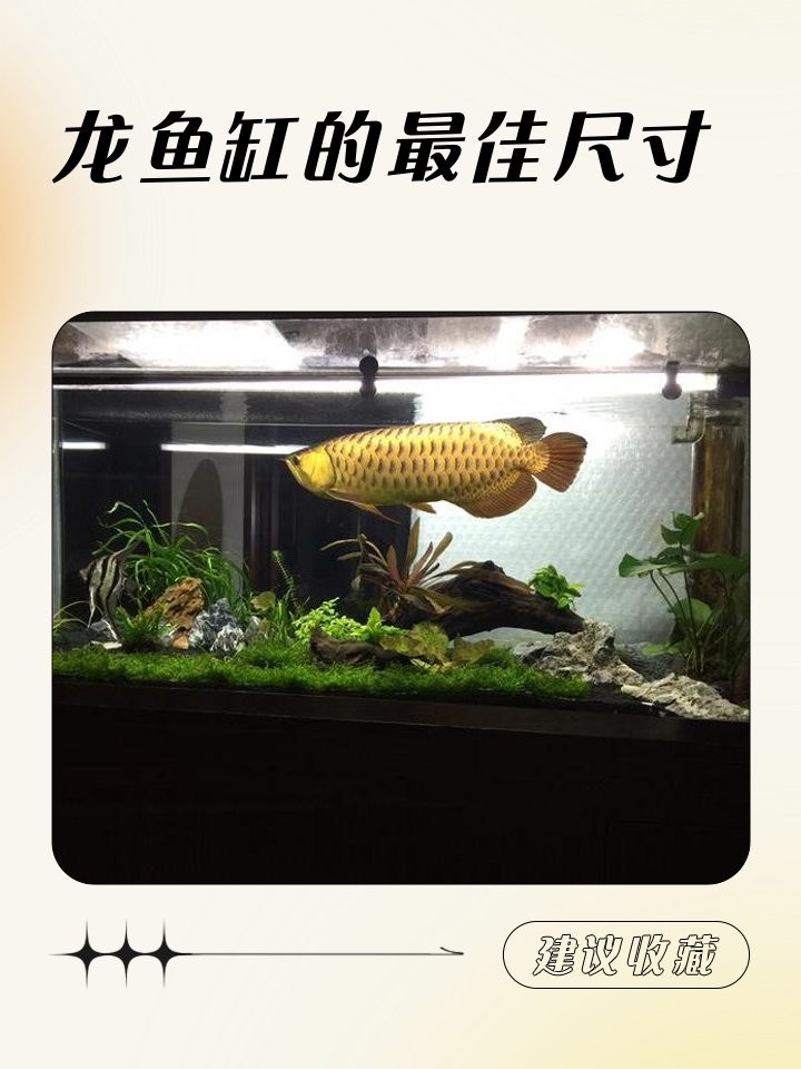 龍魚贈送時需要多大的魚缸？