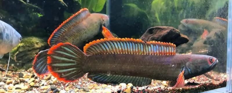 雷龍魚(yú)飼料配方大全圖片：雷龍魚(yú)飼料營(yíng)養(yǎng)價(jià)值分析雷龍魚(yú)飼料營(yíng)養(yǎng)價(jià)值分析