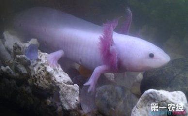 廣東六角龍魚在哪（廣東六角龍魚在自然環境中常見出沒地點如何找到六角龍魚）