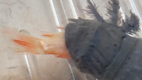 廣東六角龍魚在哪（廣東六角龍魚在自然環境中常見出沒地點如何找到六角龍魚）