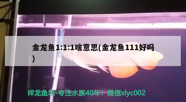 臨沂市蘭山區旺魚閣水族店（臨沂市蘭山區旺魚閣水族店電話） 臨沂市蘭山區旺魚閣水族店（臨沂市蘭山區旺魚閣水族店電話） 全國水族館企業名錄 第4張