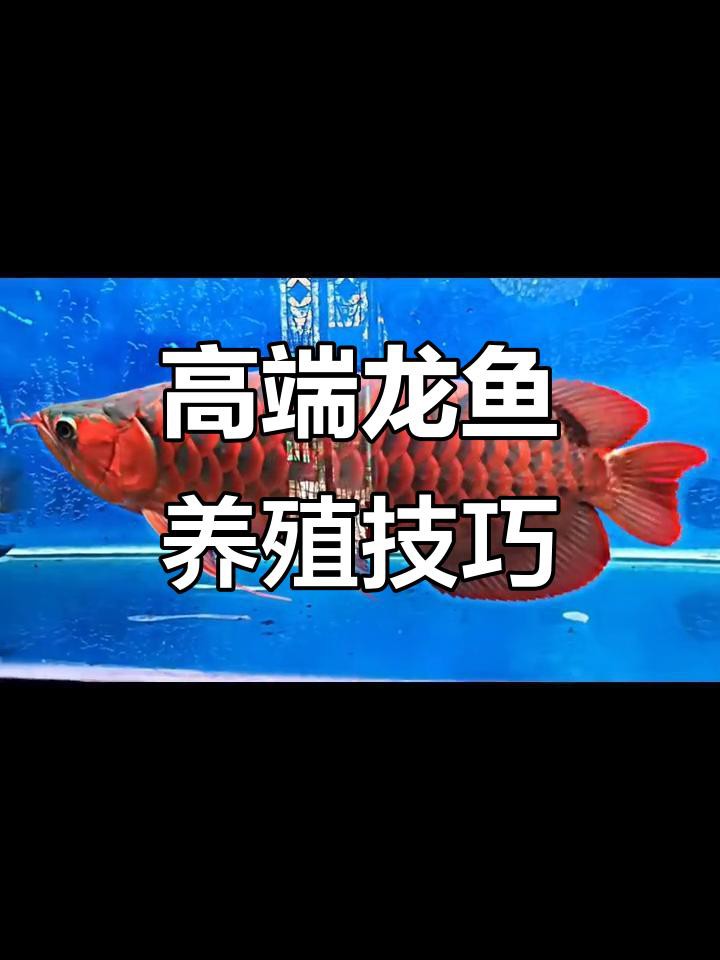 如何預防紅龍魚眼睛發白？