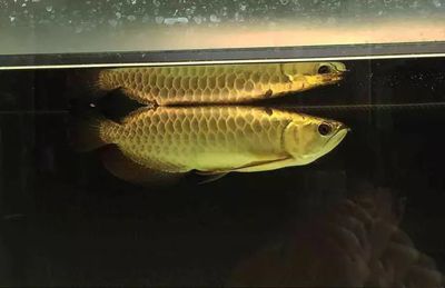 龍魚喜歡趴底嗎：為什么龍魚喜歡趴底？ 龍魚喜歡趴底嗎：為什么龍魚喜歡趴底？ 龍魚百科 第3張