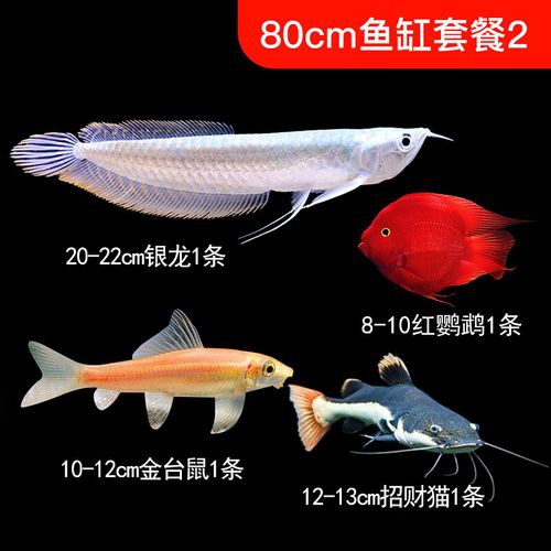 80cm的缸養一條銀龍魚多少錢一只