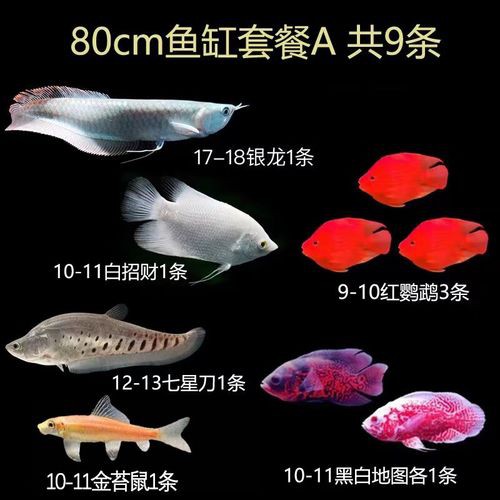 80cm的缸養一條銀龍魚多少錢一只