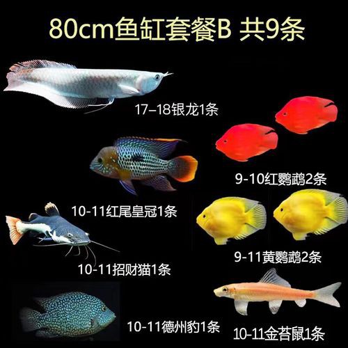 80cm的缸養一條銀龍魚多少錢一只