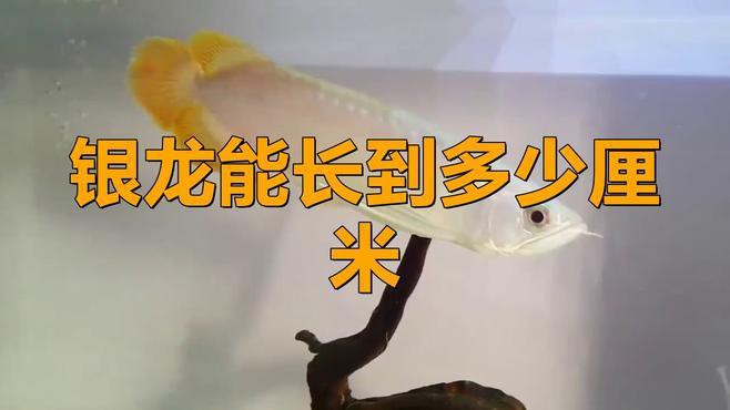 80cm的缸養一條銀龍魚多少錢一只