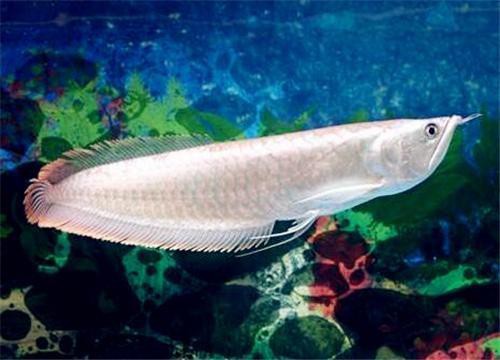 80cm的缸養一條銀龍魚多少錢一只