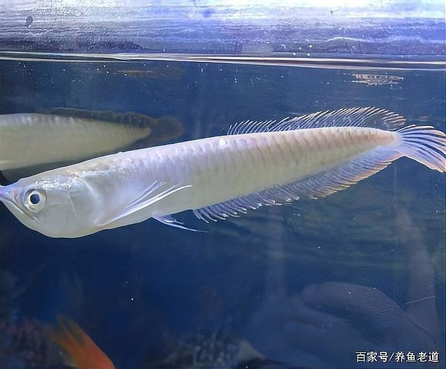銀龍魚(yú)趴缸尾巴上翹怎么回事啊視頻