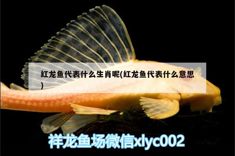裕華艾美鮮花店 裕華艾美鮮花店 全國水族館企業名錄 第4張