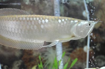 銀龍魚長白點怎么治（治療銀龍魚白點病的方法包括提高水溫、使用藥物治療、鹽浴法）