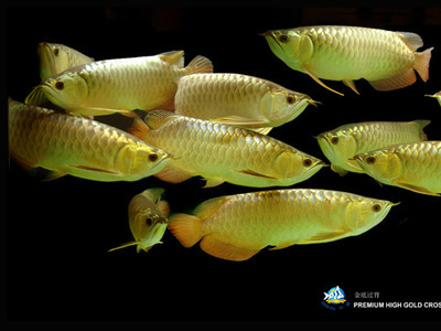大連經濟技術開發區郡豪制冷水族店（大連君豪酒店）