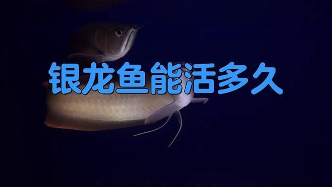 銀龍魚壽命一般有多長？ 銀龍魚壽命一般有多長？ 龍魚百科 第6張