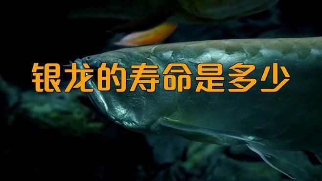 銀龍魚壽命一般有多長？ 銀龍魚壽命一般有多長？ 龍魚百科 第4張