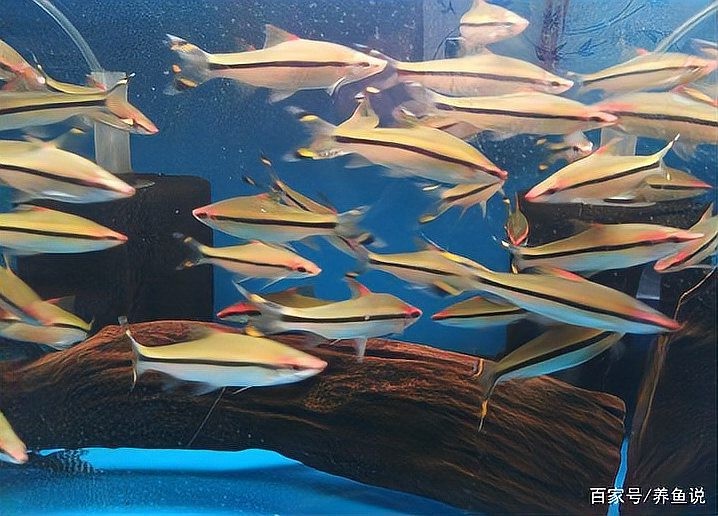 龍魚 群游魚 龍魚 群游魚 龍魚百科 第1張