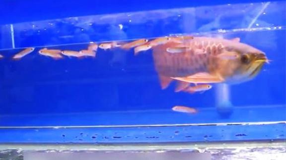 龍魚 群游魚 龍魚 群游魚 龍魚百科 第3張