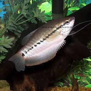 萬龍魚是什么魚