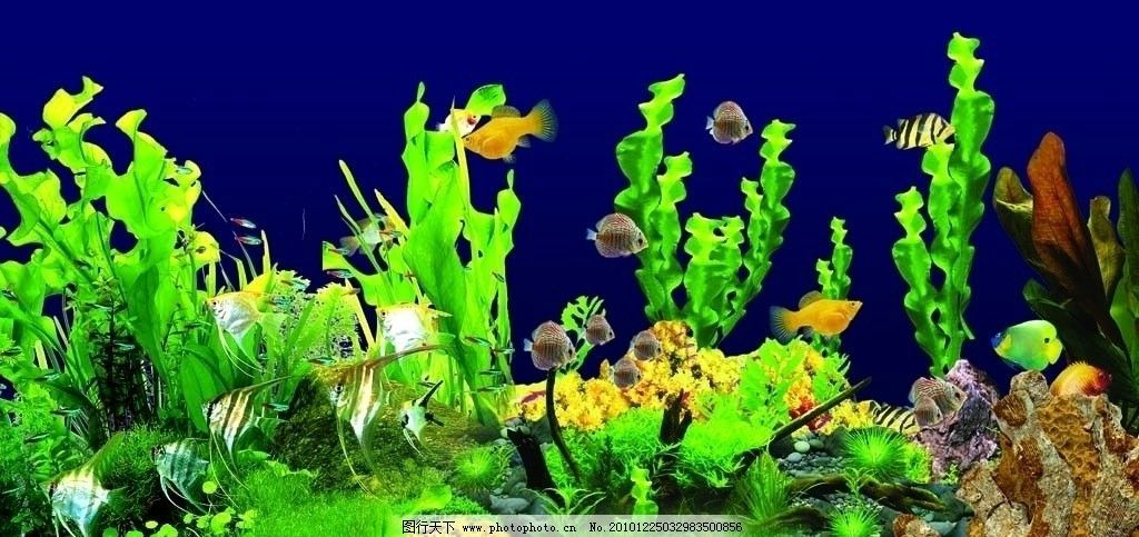金龍魚缸可以養(yǎng)水草嗎，：金龍魚缸可以養(yǎng)水草嗎金龍魚缸可以養(yǎng)水草嗎