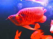 紅龍魚哪里買比較好(紅龍魚價格教你如何選購紅龍魚360問答) 龍魚百科 第5張 紅龍魚哪里買比較好(紅龍魚價格教你如何選購紅龍魚360問答) 紅龍魚哪里買比較好(紅龍魚價格教你如何選購紅龍魚360問答) 龍魚百科 第5張