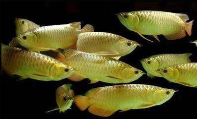 潮汕的龍魚是什么魚（潮汕地區(qū)被稱為“杜龍”的魚，被當(dāng)?shù)鼐用褚暈檎滟F的食材）