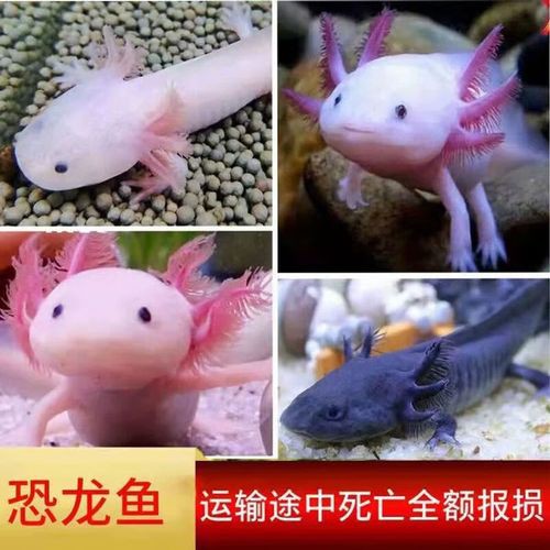 小型恐龍魚有哪些品種圖片及價格