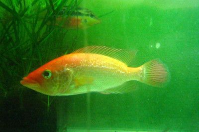 龍魚魚缸晚上需要關燈嗎：龍魚魚缸在夜間關閉燈光可以有效減少藻類的過度繁殖