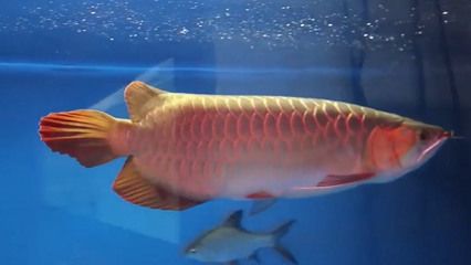 金龍魚(yú)尾巴邊緣發(fā)白什么原因：金龍魚(yú)尾巴上有白點(diǎn)是什么原因