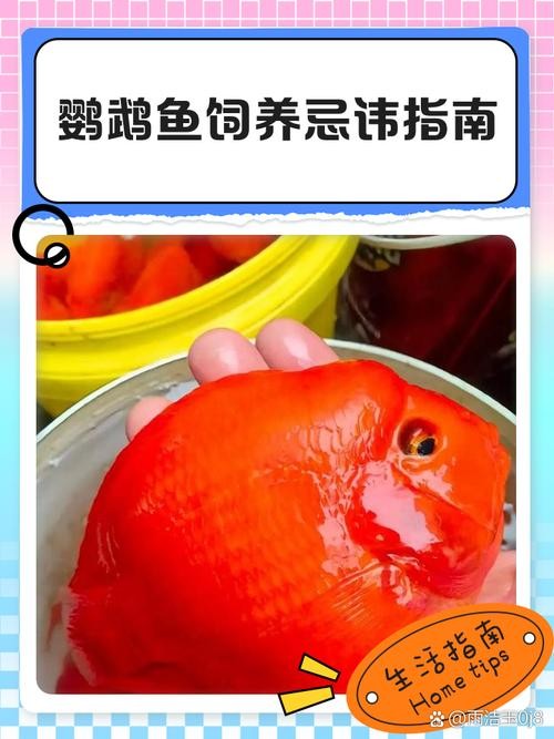 銀龍魚鸚鵡魚和什么魚混養好呢圖片 銀龍魚鸚鵡魚和什么魚混養好呢圖片 龍魚百科 第22張