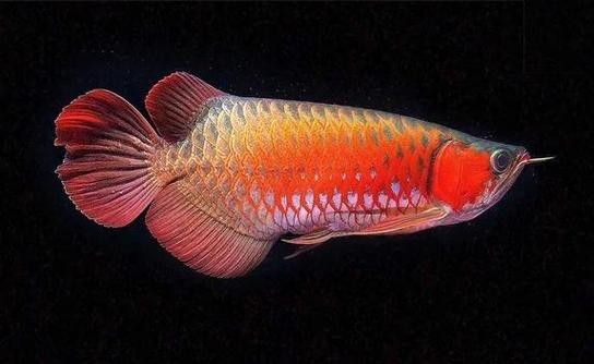 銀龍魚鸚鵡魚和什么魚混養好呢圖片 銀龍魚鸚鵡魚和什么魚混養好呢圖片 龍魚百科 第15張