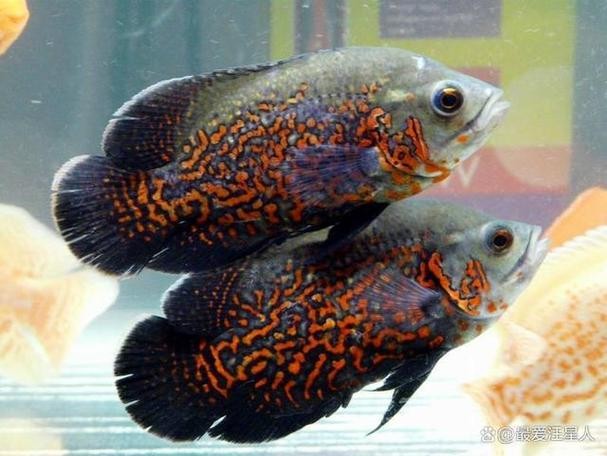 銀龍魚鸚鵡魚和什么魚混養好呢圖片 銀龍魚鸚鵡魚和什么魚混養好呢圖片 龍魚百科 第8張