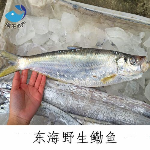 海王金龍魚 海王金龍魚 龍魚百科 第1張